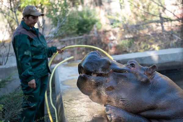 Не надо их есть, или Один день из жизни ереванского зоопарка - Sputnik Армения