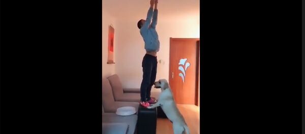 Собака помощник Собака помощник - Sputnik Արմենիա