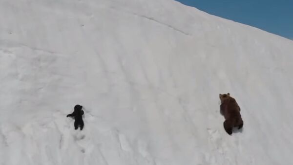 Медвежонок учится лазить по снегу - Sputnik Армения
