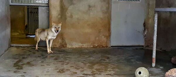 Волчонок из Давиташена - Sputnik Армения