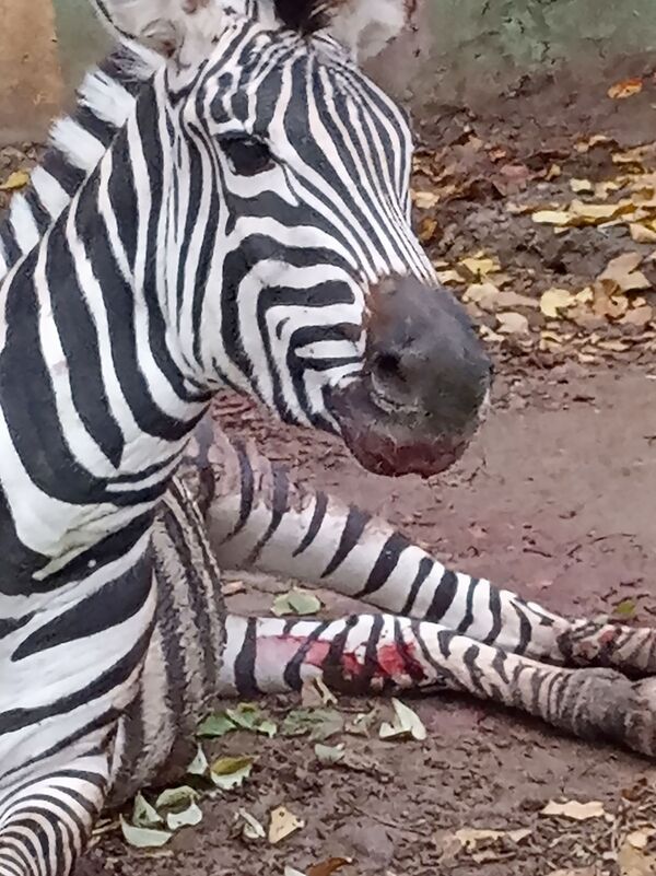В ереванском зоопарке отравили зебру? Полиция начала расследование В ереванском зоопарке отравили зебру? Полиция начала расследование - Sputnik Армения