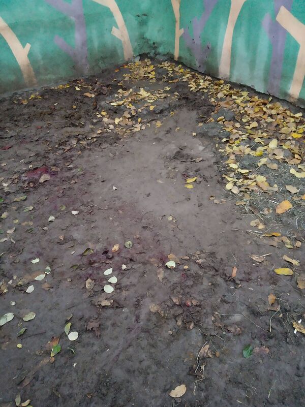 Երևանի կենդանաբանական այգու զեբրը կոտրել է ոտքը - Sputnik Արմենիա