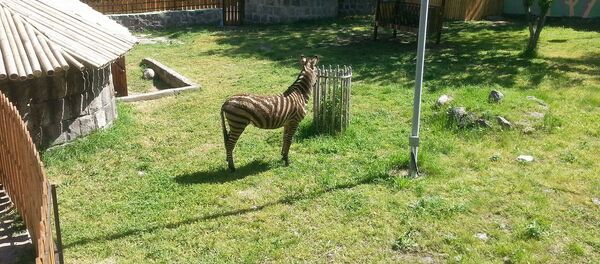 Зебра ереванского зоопарка Зебра ереванского зоопарка - Sputnik Армения