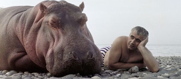 Народный артист Армянской ССР дрессировщик Степан Исаакян с бегемотом Мануком на берегу Черного моря. - Sputnik Արմենիա