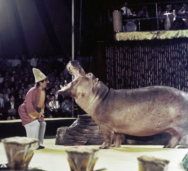 Армения — страна дрессированных бегемотов: как Манук и Доктор Айболит покорили миллионы - Sputnik Армения