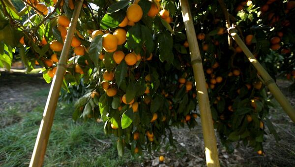 Спутник От мандаринового дерева до прилавка: как выращивают самый новогодний фрукт - Sputnik Армения