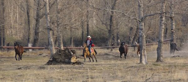 Коневод Тигран Багишджанян  показал, что умеют его лошади - Sputnik Армения