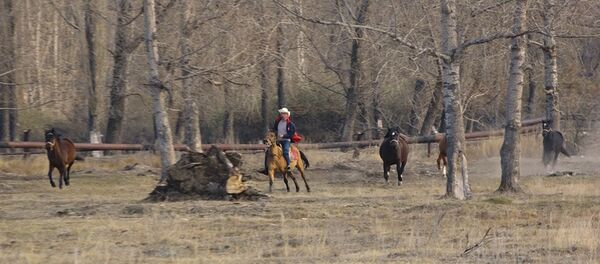 Ձիաբույծ Տիգրան Բաղիշջանյանը ցույց տվեց՝ ինչ կարող են անել իր ձիերը Ձիաբույծ Տիգրան Բաղիշջանյանը ցույց տվեց՝ ինչ կարող են անել իր ձիերը - Sputnik Արմենիա