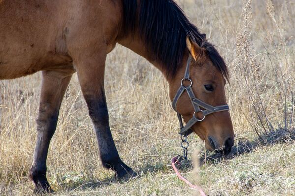 Табор уходит в горы: как армянский наездник заманивает европейцев Табор уходит в горы: как армянский наездник заманивает европейцев - Sputnik Армения