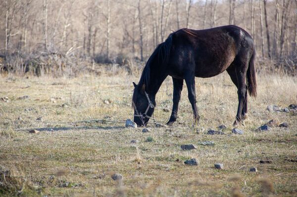 Табор уходит в горы: как армянский наездник заманивает европейцев Табор уходит в горы: как армянский наездник заманивает европейцев - Sputnik Армения