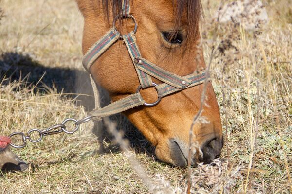Табор уходит в горы: как армянский наездник заманивает европейцев Табор уходит в горы: как армянский наездник заманивает европейцев - Sputnik Армения
