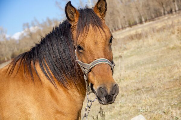 Табор уходит в горы: как армянский наездник заманивает европейцев Табор уходит в горы: как армянский наездник заманивает европейцев - Sputnik Армения