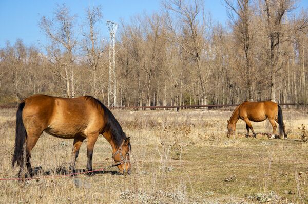 Табор уходит в горы: как армянский наездник заманивает европейцев Табор уходит в горы: как армянский наездник заманивает европейцев - Sputnik Армения