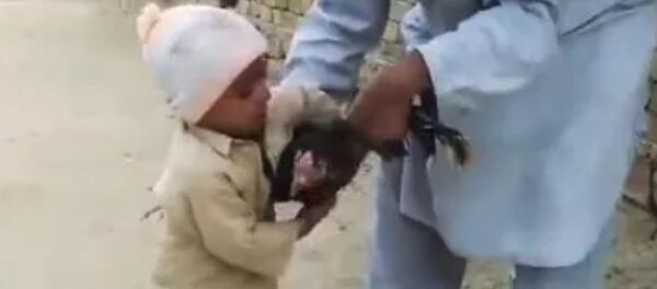 Мальчик спас жизнь индюшке Мальчик спас жизнь индюшке - Sputnik Армения