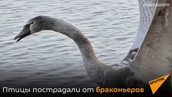 Пятерых лебедей спасли от гибели в Челябинской области - Sputnik Армения