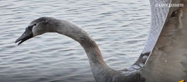 Пятерых лебедей спасли от гибели в Челябинской области - Sputnik Армения