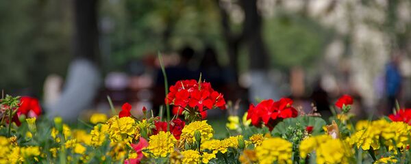 Цветочная клумба Цветочная клумба - Sputnik Արմենիա