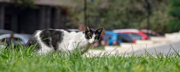 Охотник - Sputnik Армения