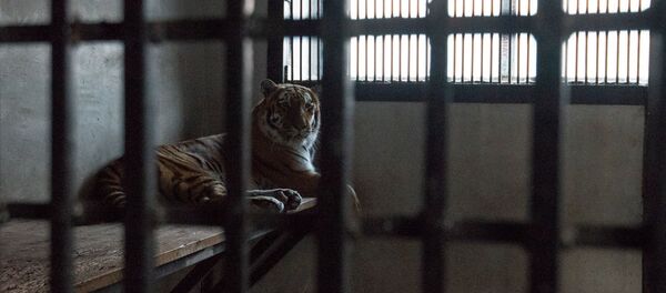 Тигр в еревaнском зоопарке Тигр в еревaнском зоопарке - Sputnik Արմենիա