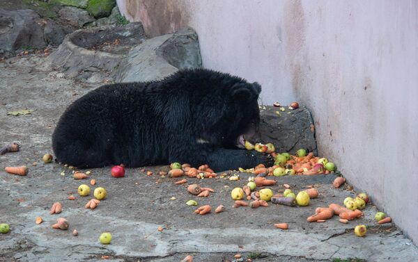 Медведь в еревaнском зоопарке - Sputnik Армения