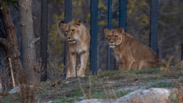 Львицы в еревaнском зоопарке - Sputnik Արմենիա