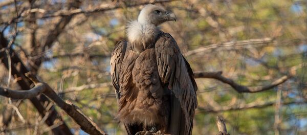Սպիտակագլուխ անգղը Երևանի կենդանաբանական այգում Սպիտակագլուխ անգղը Երևանի կենդանաբանական այգում - Sputnik Արմենիա