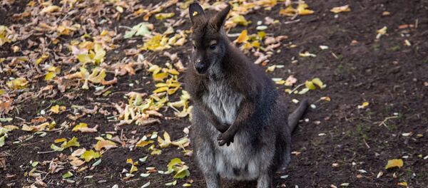 Кенгуру валлаби в еревaнском зоопарке - Sputnik Армения