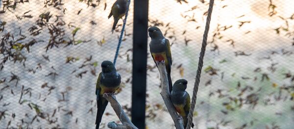 Попугаи в еревaнском зоопарке Попугаи в еревaнском зоопарке - Sputnik Արմենիա