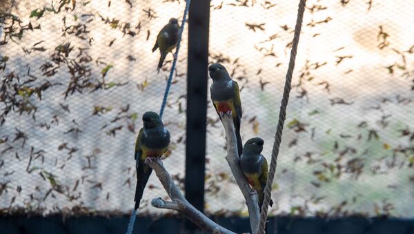 Попугаи в еревaнском зоопарке - Sputnik Արմենիա