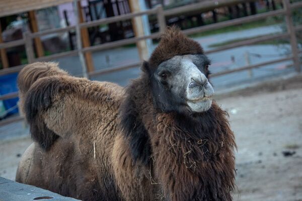 Պետք չէ նրանց ուտել. մեկ օր Երևանի կենդանաբանական այգու կյանքից Պետք չէ նրանց ուտել. մեկ օր Երևանի կենդանաբանական այգու կյանքից - Sputnik Արմենիա