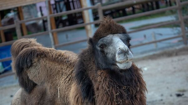 Верблюд в еревaнском зоопарке - Sputnik Армения