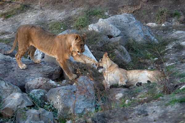 Պետք չէ նրանց ուտել. մեկ օր Երևանի կենդանաբանական այգու կյանքից Պետք չէ նրանց ուտել. մեկ օր Երևանի կենդանաբանական այգու կյանքից - Sputnik Արմենիա