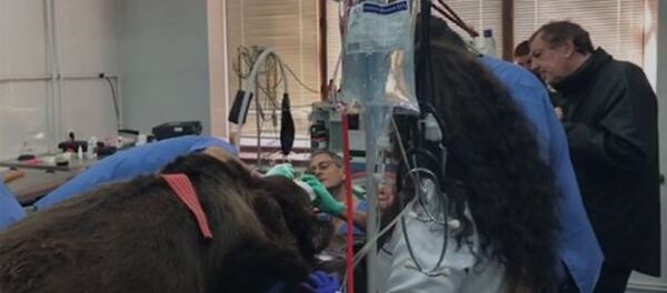 Ветеринары провели обследование медведя еревaнского зоопарка Ветеринары провели обследование медведя еревaнского зоопарка - Sputnik Արմենիա