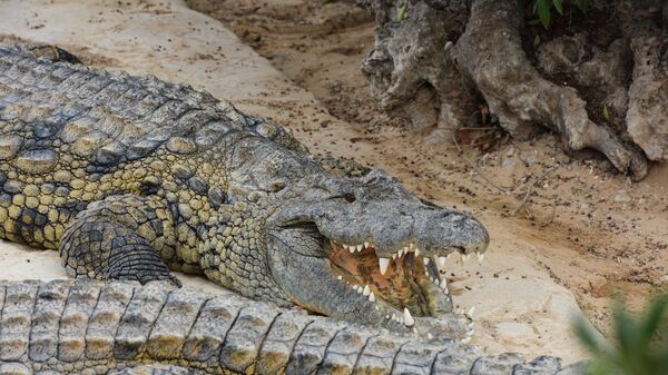 Крокодиловая ферма в городе Хумт-Сук на острове Джерба в Тунисе. - Sputnik Արմենիա