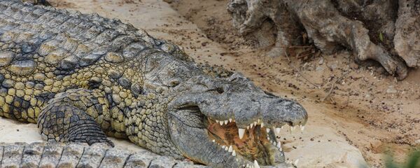 Крокодиловая ферма в городе Хумт-Сук на острове Джерба в Тунисе. - Sputnik Армения