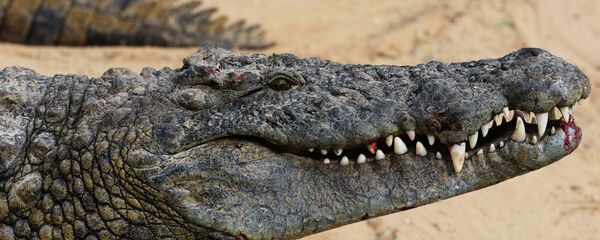 Крокодил Крокодил - Sputnik Армения