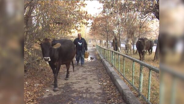 НТВ 98: коровы в Ереване - Sputnik Армения