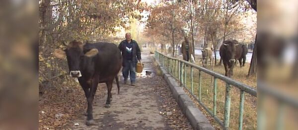 НТВ 98: коровы в Ереване НТВ 98: коровы в Ереване - Sputnik Армения