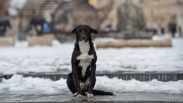 Бродячая собака - Sputnik Армения