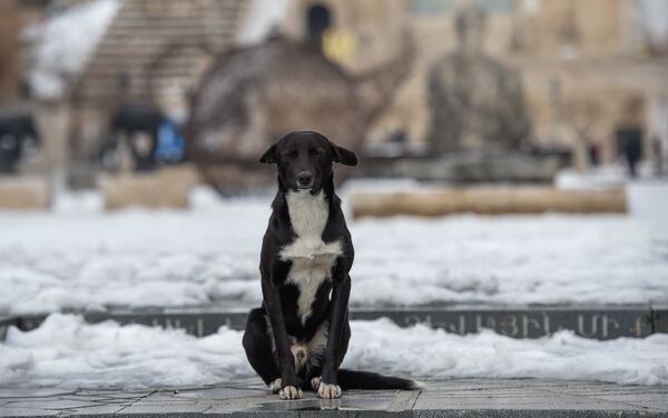 Бродячая собака - Sputnik Армения