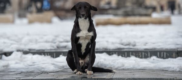 Бродячая собака - Sputnik Армения