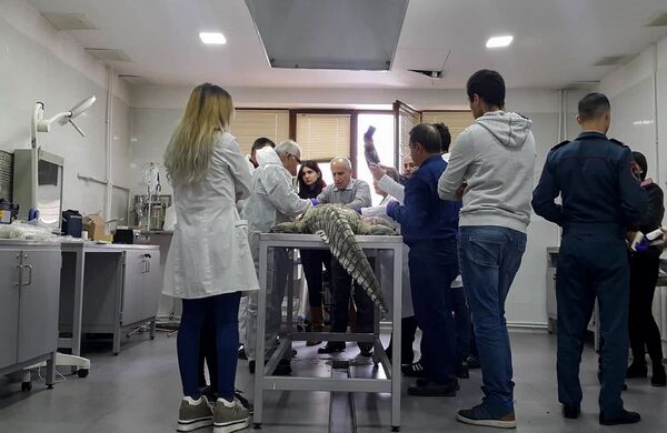 Ընձուղտներ, այծեղջյուրներ և զեբրեր. Երևանի կենդանաբանական այգին սպասում է համալրման Ընձուղտներ, այծեղջյուրներ և զեբրեր. Երևանի կենդանաբանական այգին սպասում է համալրման - Sputnik Արմենիա