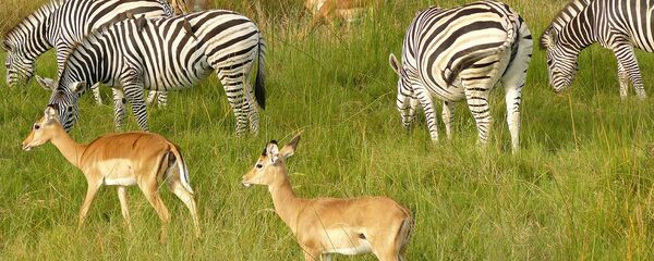 Дикая природа - Sputnik Армения