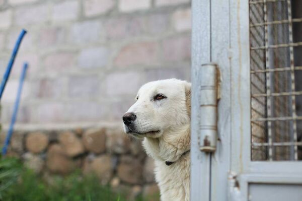 Армянский гампр - Sputnik Армения