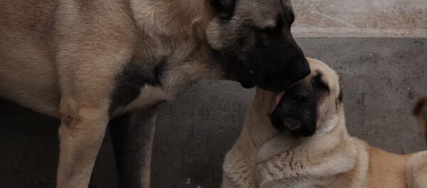 Гампр - аборигенная порода собак, ведущая свое происхождение с Армянского нагорья - Sputnik Армения