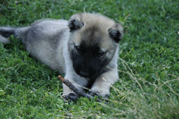 Щенки породы гампр - Sputnik Армения