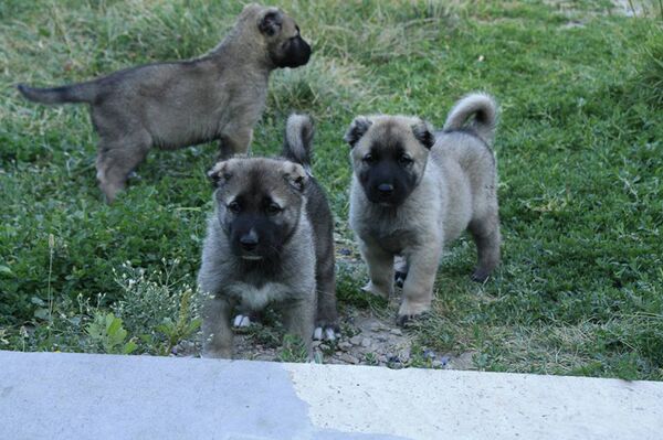 Щенки породы гампр Кинологического союза Армении - Sputnik Армения