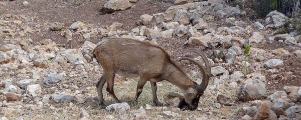 Безоаровый козел - Sputnik Армения