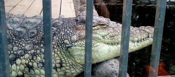 Крокодил Ереванского зоопарка - Sputnik Արմենիա