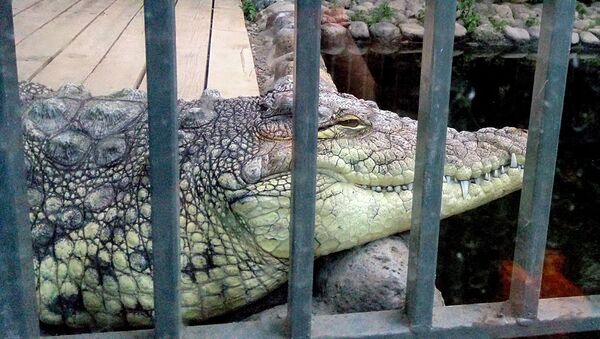 Крокодил Ереванского зоопарка - Sputnik Արմենիա